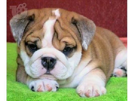 PoulaTo: English bulldogs καθαρόαιμα